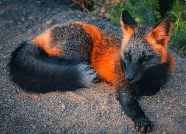 Pour la peine je mets un renard de feu, à la place