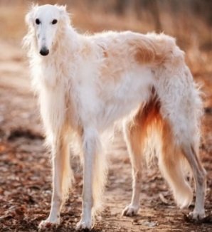 Barzoi.jpg