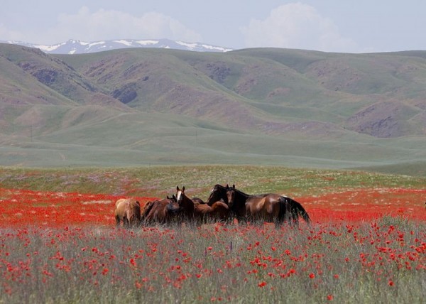 Horses_in_Kazakhstan.jpg