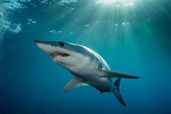 From tiny plant-eaters to huge Arctic dwellers, these sharks are far more fascinating than fearsome.jpeg