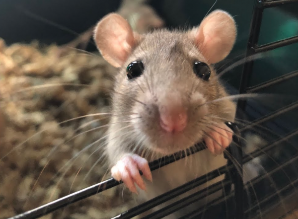 0.PNG (787.68 Kio) Vu 5822 fois Comment ne pas craquer en voyant cette petite frimousse?