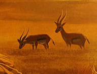 mcoS4-ZOOMaffiche-antilopes.png
