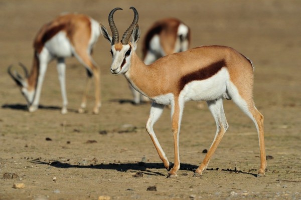 fiche-springbok.jpg