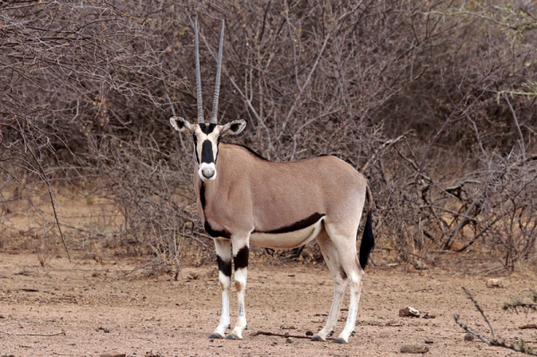 Tu dois bien capter avec ces antennes!